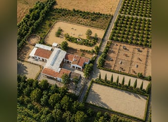 Equestrian estate of 1 hectare plus 300 m² of living space