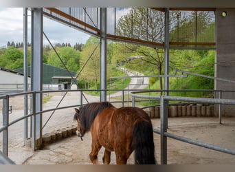 Equestrian facility for sale in Saarland near St. Wendel, located in a picturesque, secluded setting