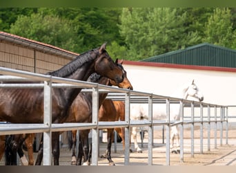 Equestrian facility for sale in Saarland near St. Wendel, located in a picturesque, secluded setting