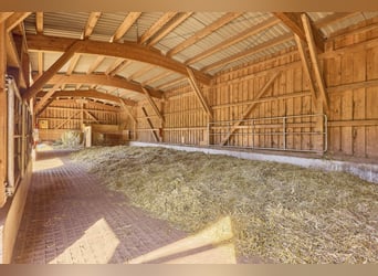 Equestrian facility in Rhineland-Palatinate – located in the Donnersbergkreis with a turnout stable 
