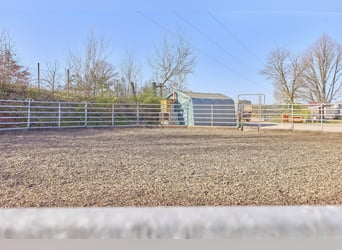 Equestrian facility in Rhineland-Palatinate – located in the Donnersbergkreis with a turnout stable 