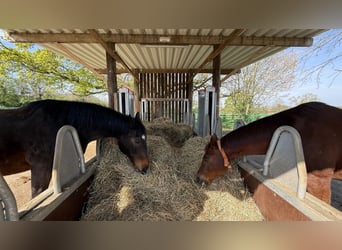 Equestrian facility with a 60-meter indoor arena for sale