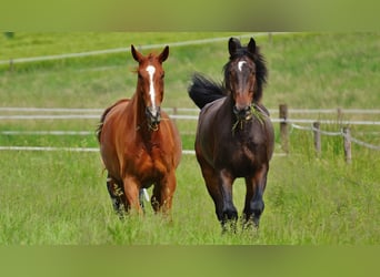 Equestrian facility with an indoor arena and two outdoor riding arenas for sale