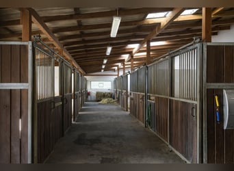Equestrian facility with residential and commercial units in Hohenahr – highly profitable – versatil