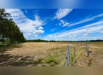 Equestrian facility with versatile development potential near Berlin