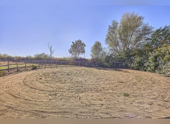 Equestrian property for sale in the Mainz-Bingen district – in the attractive location of Lörzweiler