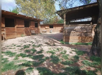 Equestrian property in Italy close to Po Delta Park and 30 minutes to the beach 