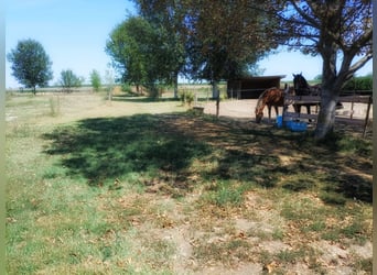 Equestrian property in Italy close to Po Delta Park and 30 minutes to the beach 