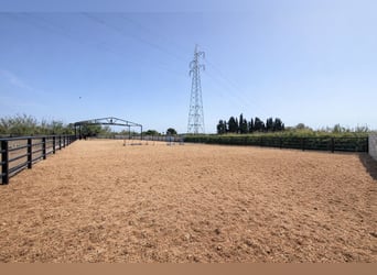 Equestrian property in La Marina, Alicante, close to the beach