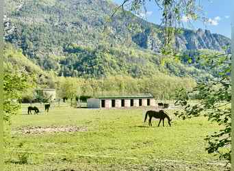 Equestrian property with 7 hectares of flat land – Villa plus apartment – 16 boxes – 45 minutes from