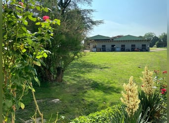 Equestrian property with great potential