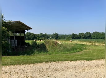 Equestrian property with great potential