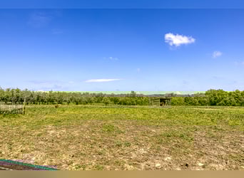 Equestrian property with numerous possibilities