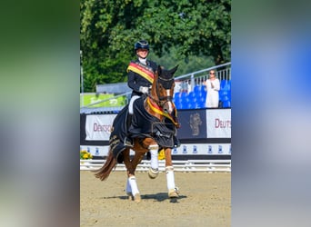 Erfolgreiche Berufsreiterin sucht Reitanlage zur Pacht