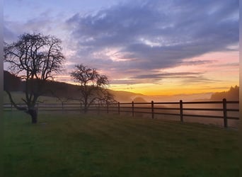 Exclusive equestrian estate with Alpine panorama – a horse paradise with potential V13084