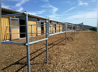 Exclusive equestrian estate with Alpine panorama – a horse paradise with potential V13084