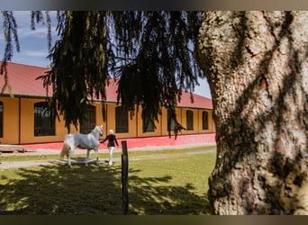 Exclusive riding estate in the Vosges