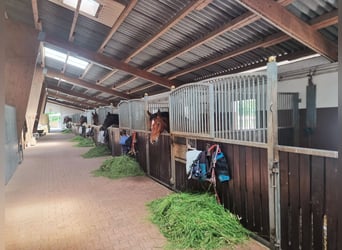Exclusive riding facility with a spacious residence and versatile usage options in Bielefeld