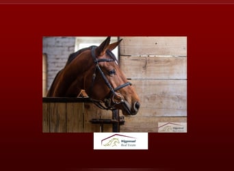 Exclusive riding facility with extensive amenities, near Düsseldorf, North Rhine-Westphalia