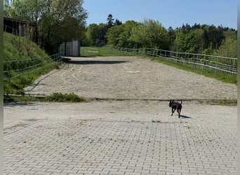 Farm with horse stabling, 6.2 acres of land, near Munich