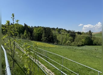 Farm with horse stabling, 6.2 acres of land, near Munich