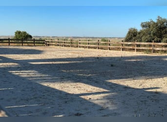 Finca De Ensueño De Más De 90 Ha Cerca De Sevilla