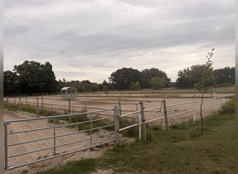 FOR RENT: Stable block with 12 boxes and numerous amenities south of Berlin – suitable for a profess