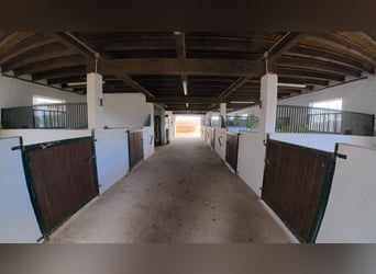 Freedom on 42 acres: Spacious estate in a secluded location with riding arena, swimming pool, and ex
