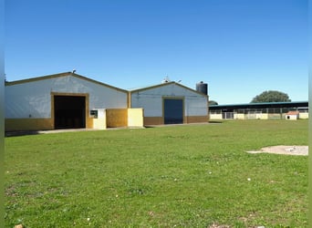 Fully Equipped Horse Farm – 59 Acres – Cáceres