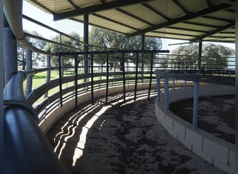 Fully Equipped Horse Farm – 59 Acres – Cáceres