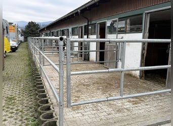 Gepflegte Reitanlage direkt an der Grenze zur Schweiz!