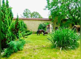 Graf & Gräfin gesucht -Romantik-Traum-Schloss mit arrondierten Ländereien - Pferde- & Event-Location