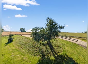 Hammer Preis – Exklusives Pferdeparadies mit zwei Wohnhäusern & Ranch-Feeling