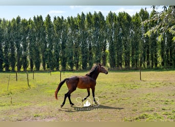 Hedendaagse villa met gezinstuin en graslanden op 7.496m2 te Heusden | België