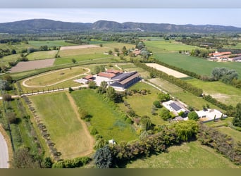 High-End Sports Stable