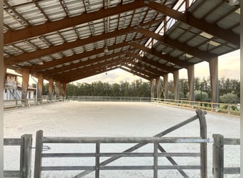 High-End Sports Stable