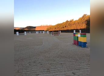 High-End Sports Stable