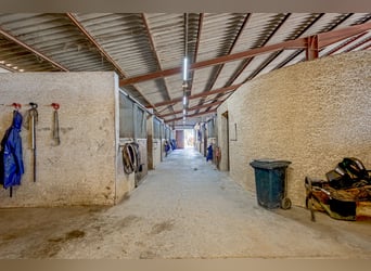 Highly profitable stable – Transit activity