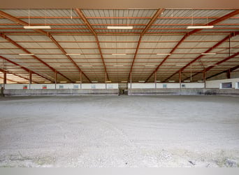 Highly profitable stable – Transit activity