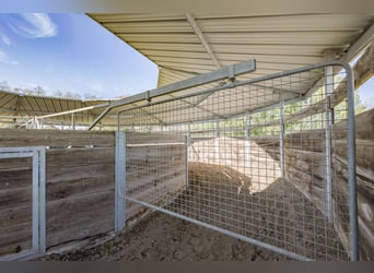 Highly profitable stable – Transit activity