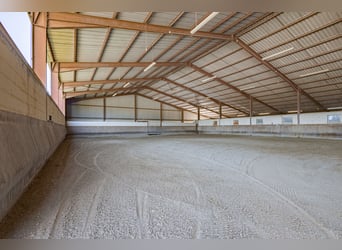 Highly profitable stable – Transit activity