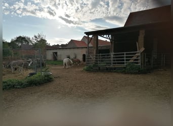 Historic four-sided farmstead with manor house and potential for equine keeping