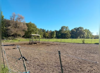 Horsekeeping on approximately 4.2 acres of private land just outside Munich