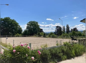 Idyllische Pferdesportanlage zu vermieten