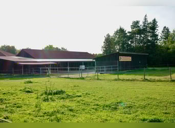kleine Reitanlage mit laufendem Betrieb sucht neuen Inhaber