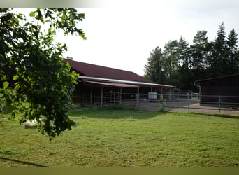 kleine Reitanlage mit laufendem Betrieb sucht neuen Inhaber