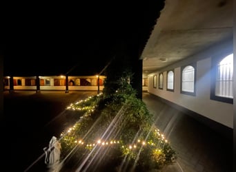 Komplette Reitanlage mit Landhaus nähe Deutsche Grenze in NL.