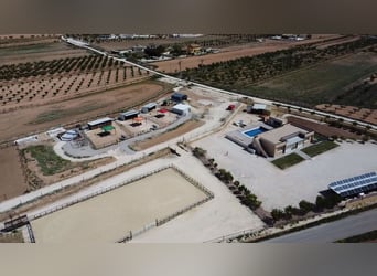 Luxury Equestrian Estate with Premium Country House