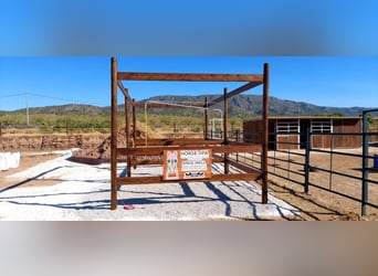 Luxury Equestrian Estate with Premium Country House