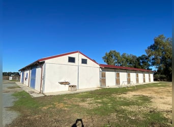 Modern riding facility on approximately 25 acres located between Seville, Huelva, and the Atlantic c